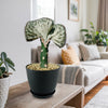 Mermaid Tail Cactus (Euphorbia lactea Cristata Grafted) in a black planter on a wooden table in a bright living room with plants.