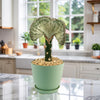 Mermaid Tail Cactus (Euphorbia lactea Cristata Grafted) in a light green pot with pebbles on a sunny marble kitchen counter.