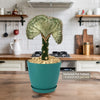 The Mermaid Tail Cactus (Euphorbia lactea Cristata Grafted) is a rare, elegant succulent displayed in a decorative pot.