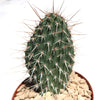 Grizzly Bear Prickly Pear Cactus ‘Opuntia polyacantha Var. Erinacea’