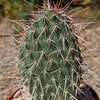 Grizzly Bear Prickly Pear Cactus ‘Opuntia polyacantha Var. Erinacea’