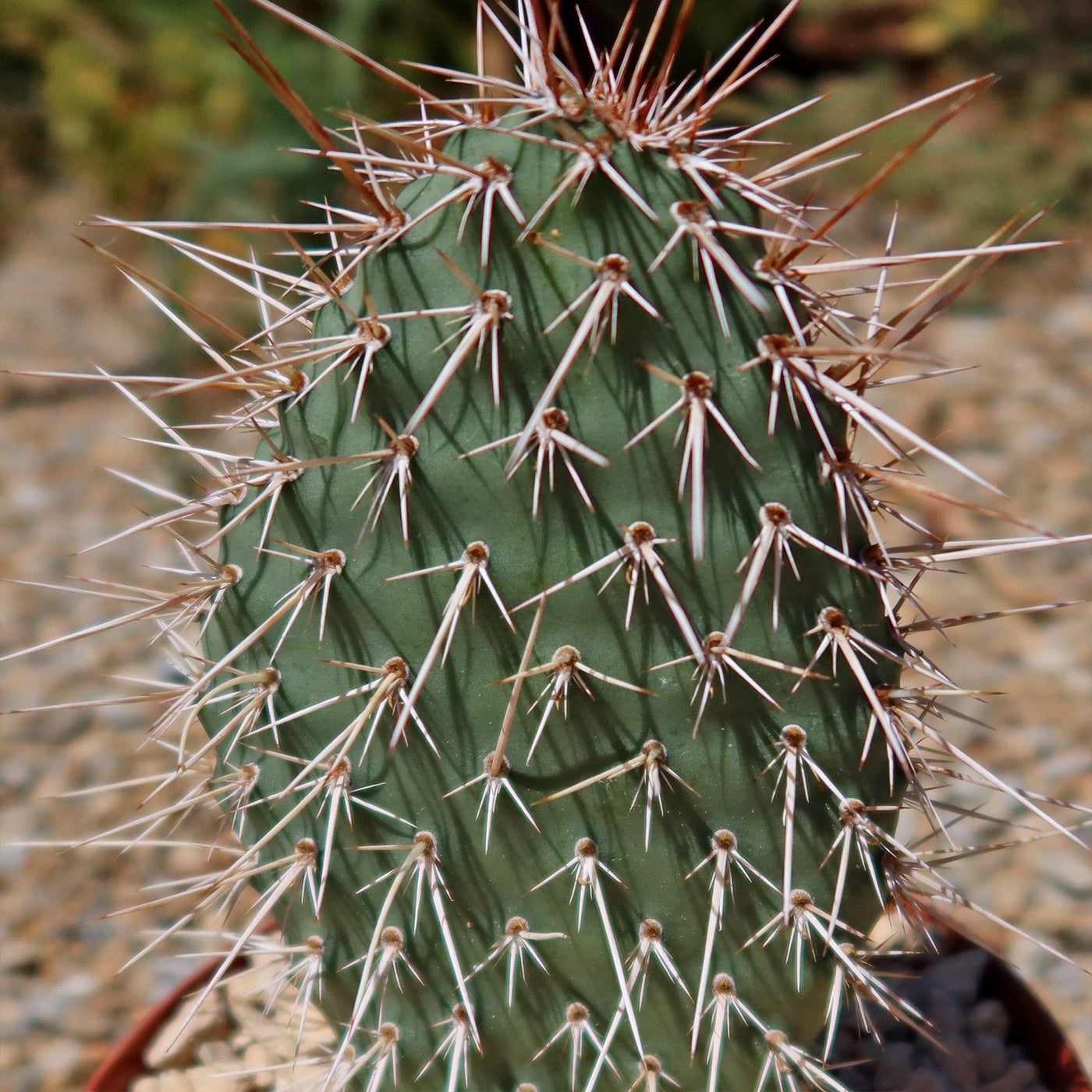 grizzly bear prickly pear cactus Shop 'Grizzly Bear Prickly Pear Cactus – Opuntia polyacantha Var. Erinacea' Winter Hardy Cactus