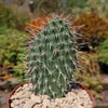 Grizzly Bear Prickly Pear Cactus ‘Opuntia polyacantha Var. Erinacea’