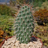 Grizzly Bear Prickly Pear Cactus ‘Opuntia polyacantha Var. Erinacea’