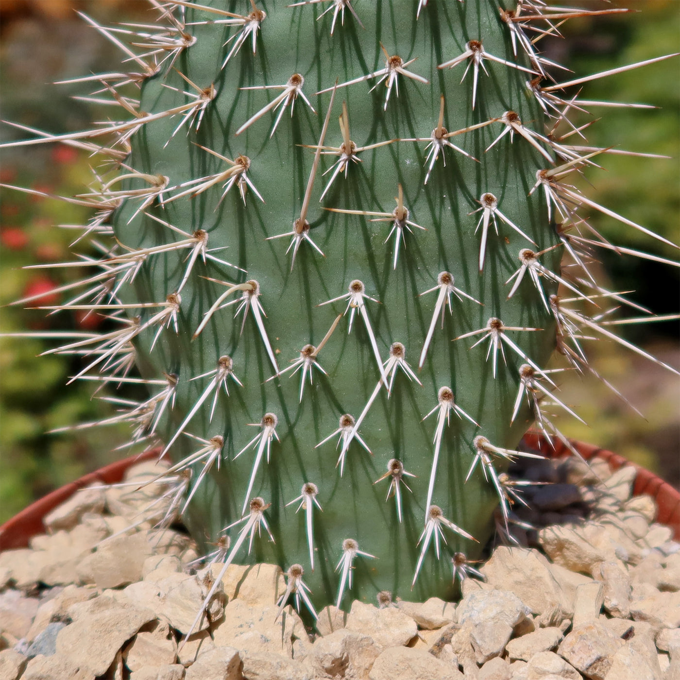 Grizzly Bear Prickly Pear Cactus ‘Opuntia polyacantha Var. Erinacea’