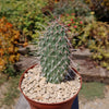 Grizzly Bear Prickly Pear Cactus ‘Opuntia polyacantha Var. Erinacea’