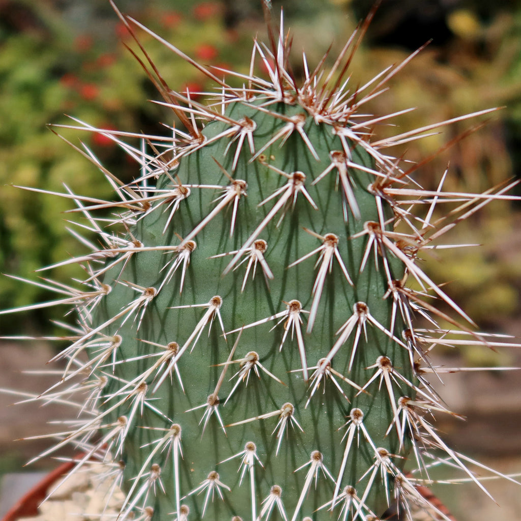 Grizzly Bear Prickly Pear Cactus ‘Opuntia polyacantha Var. Erinacea’