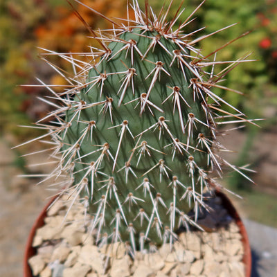 Grizzly Bear Prickly Pear Cactus ‘Opuntia polyacantha Var. Erinacea’