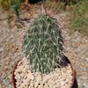 Grizzly Bear Prickly Pear Cactus ‘Opuntia polyacantha Var. Erinacea’