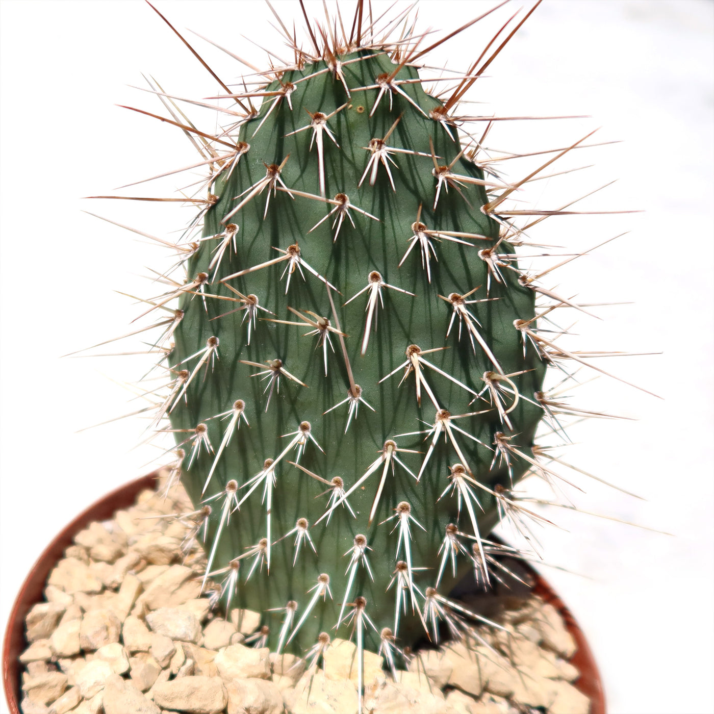 grizzly bear prickly pear cactus Shop 'Grizzly Bear Prickly Pear Cactus – Opuntia polyacantha Var. Erinacea' Winter Hardy Cactus