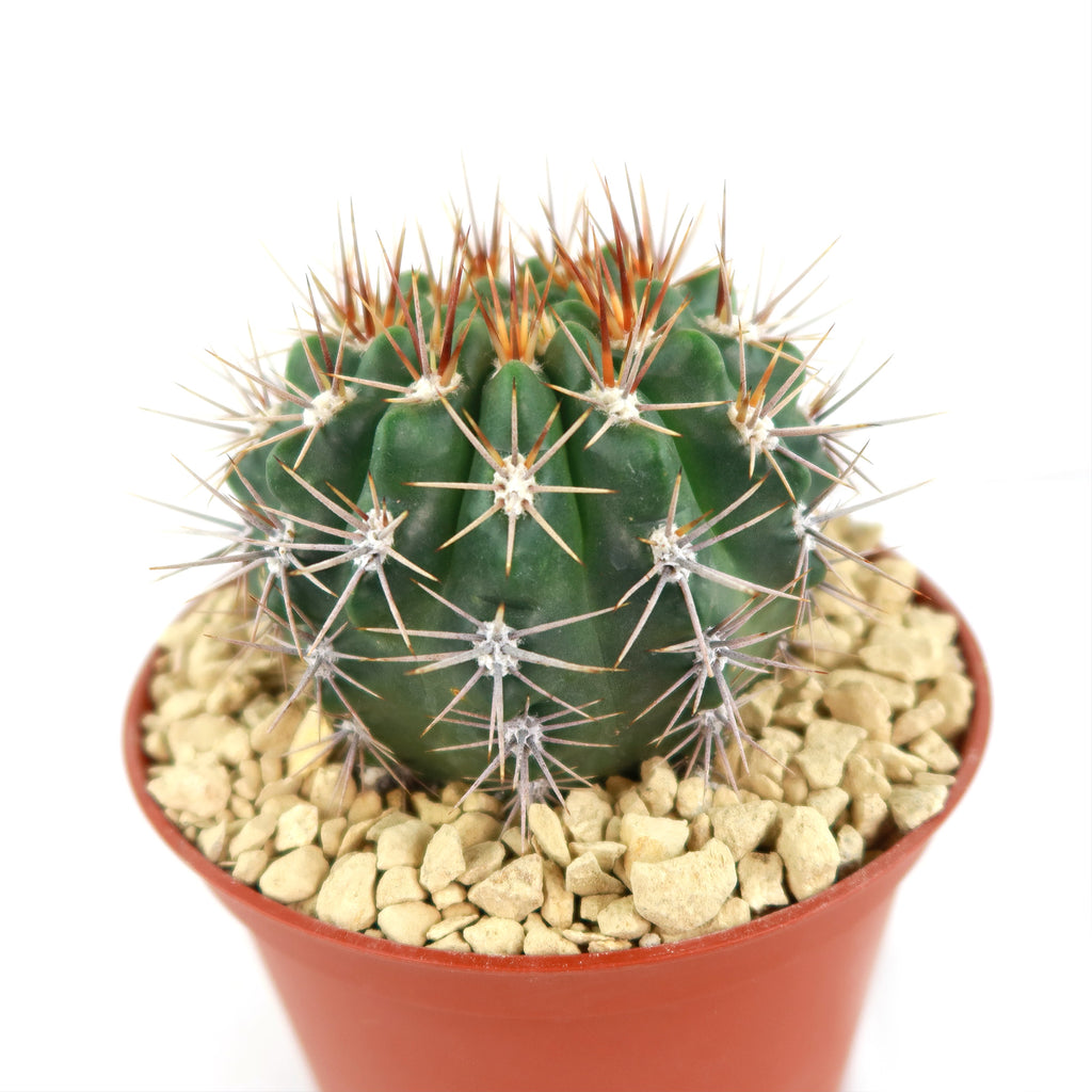 Gymnocalycium achirasense v. orientale