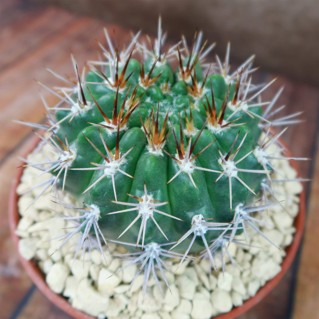 Gymnocalycium achirasense v. orientale