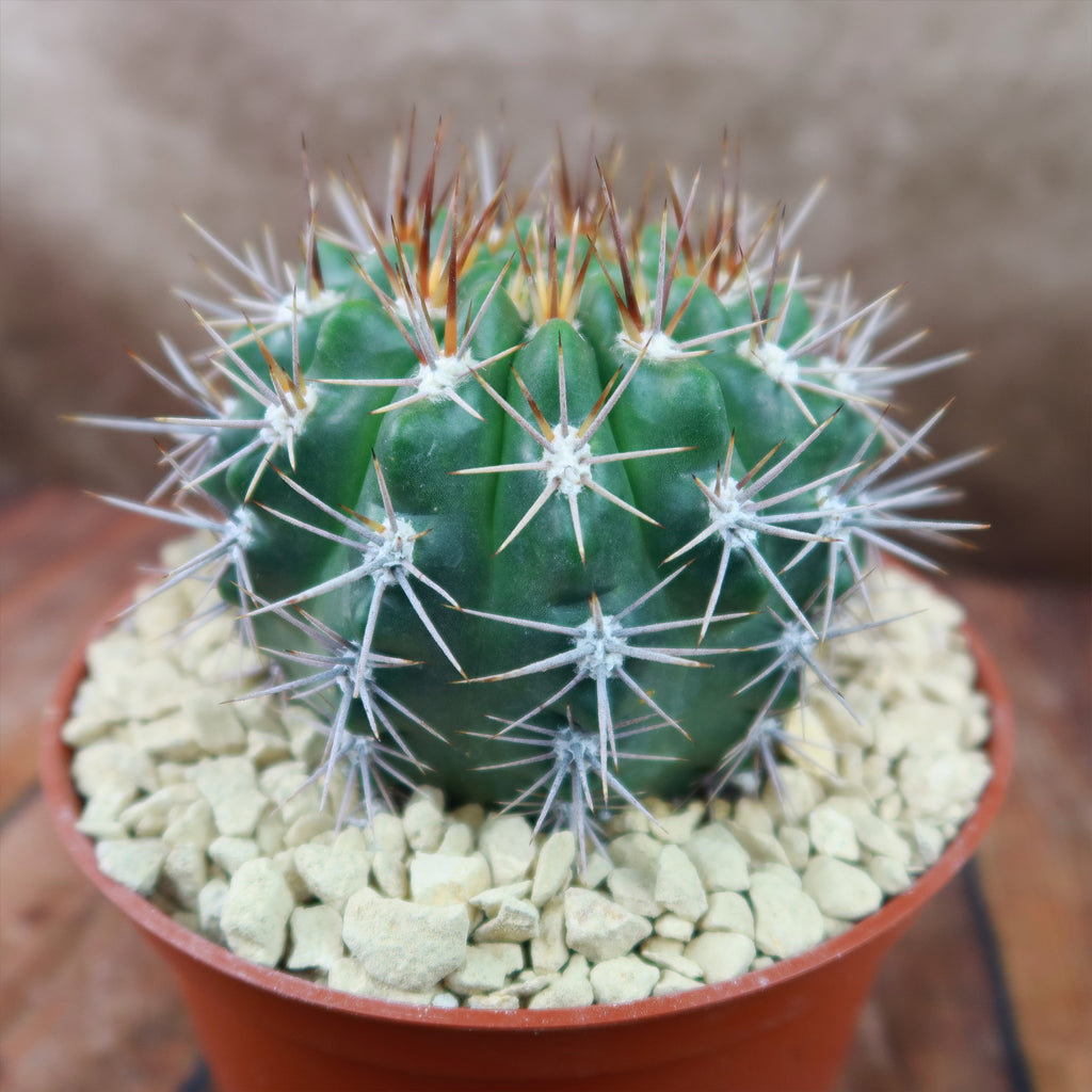 Gymnocalycium achirasense v. orientale