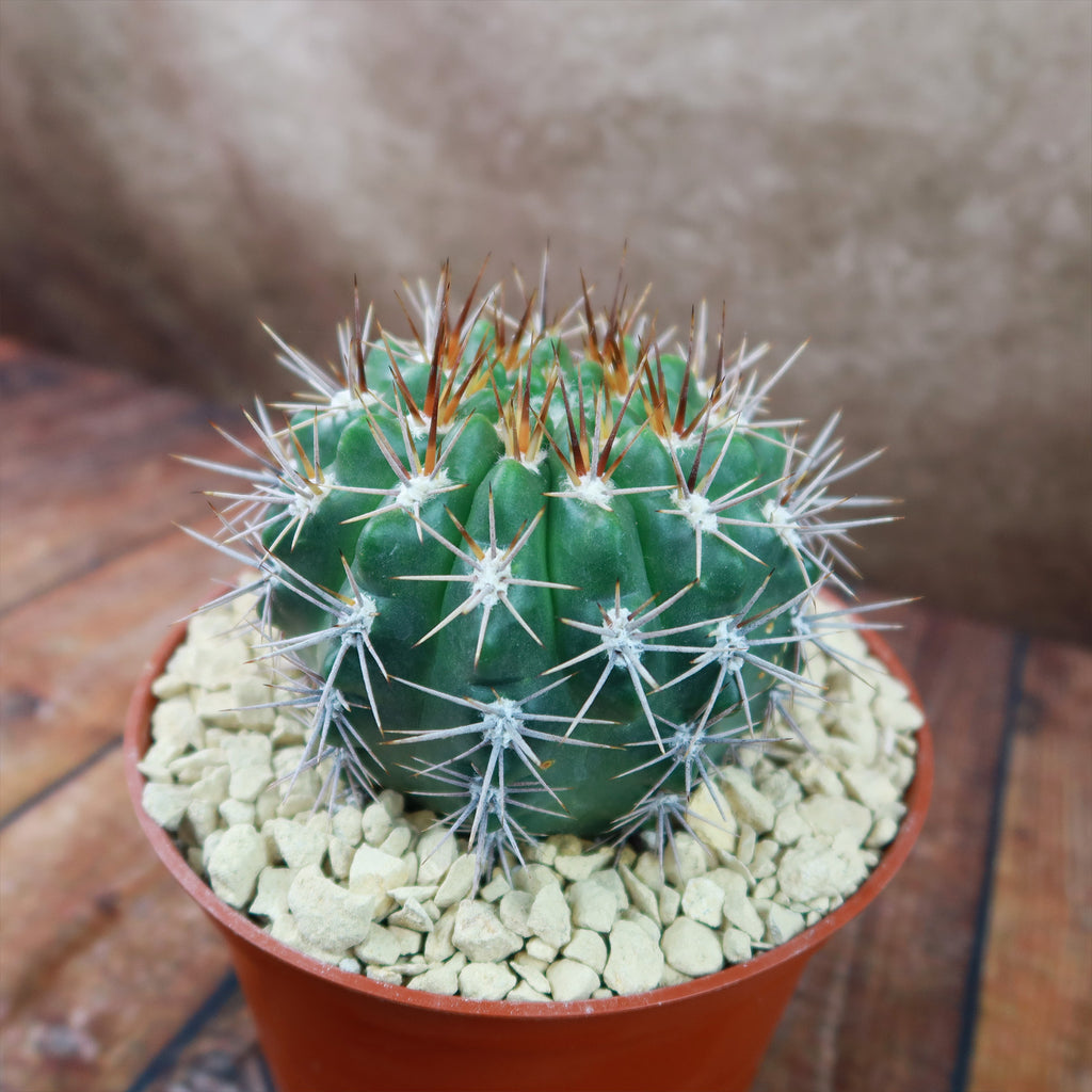 Gymnocalycium achirasense v. orientale