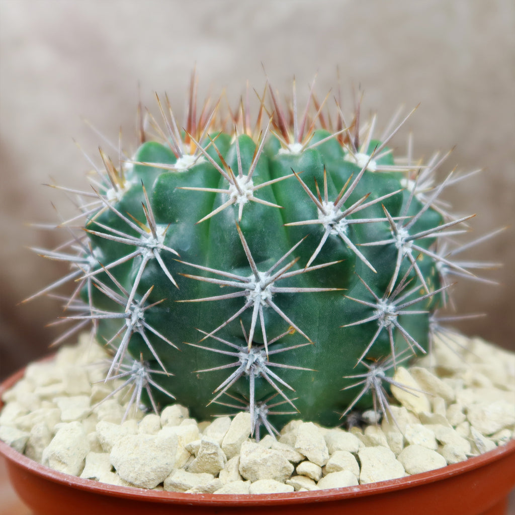 Gymnocalycium achirasense v. orientale