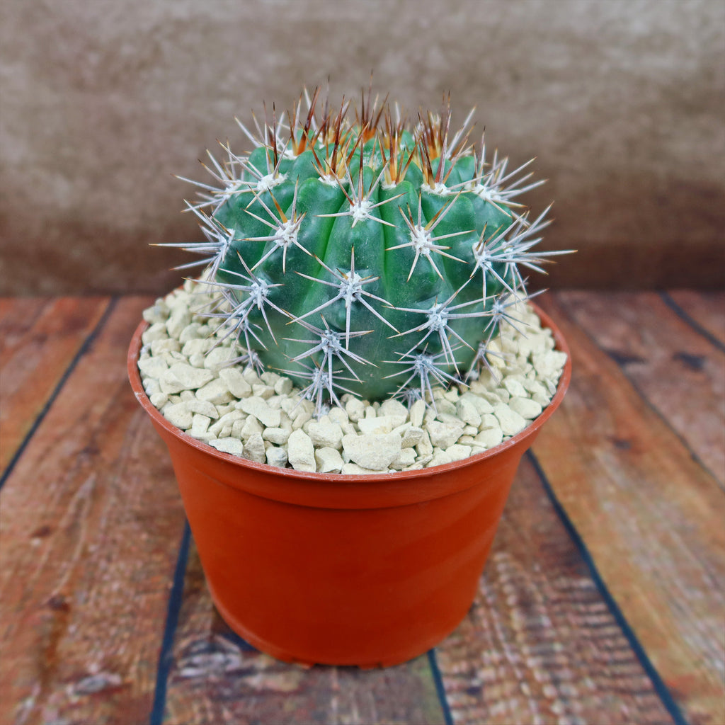 Gymnocalycium achirasense v. orientale