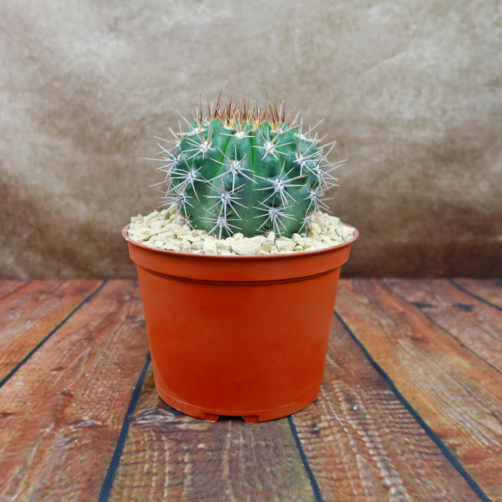 Gymnocalycium achirasense v. orientale