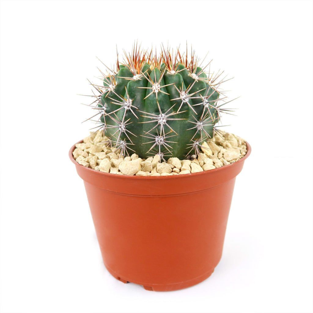 Gymnocalycium achirasense v. orientale