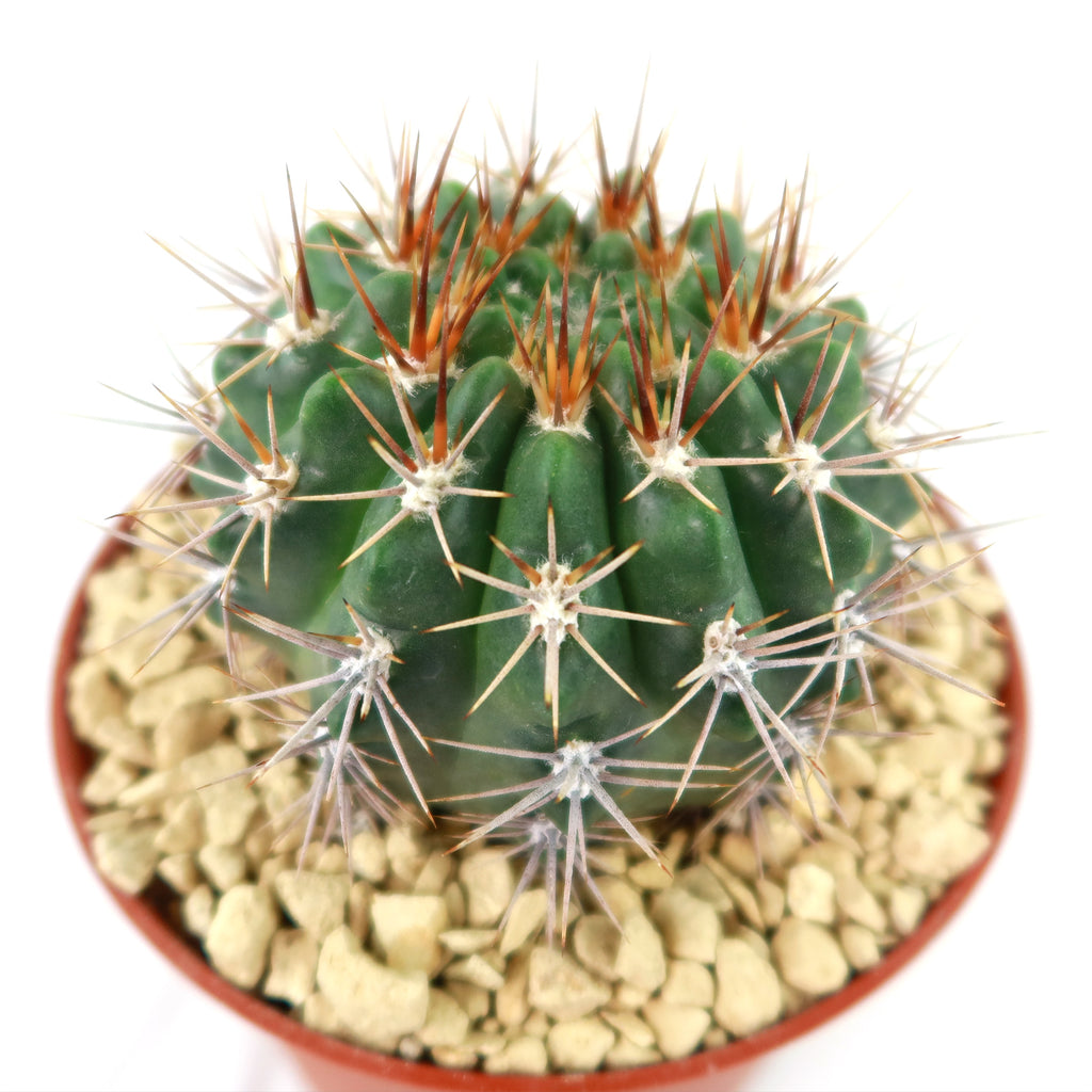Gymnocalycium achirasense v. orientale