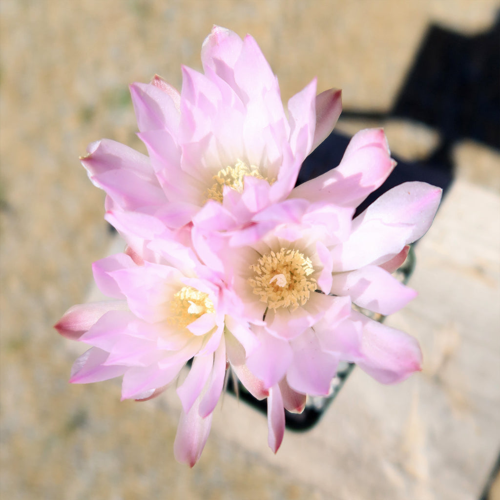 Gymnocalycium achirasense v. orientale
