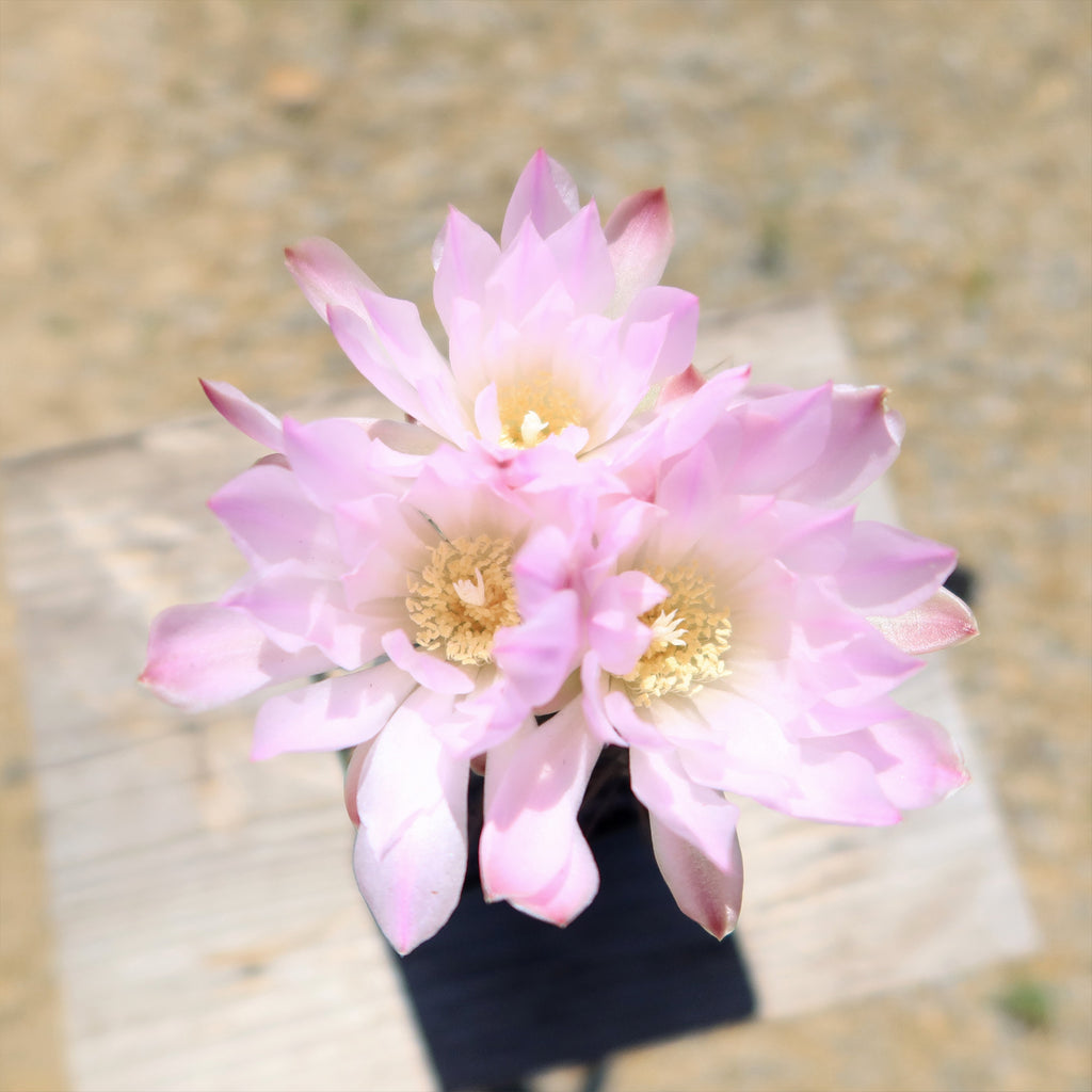 Gymnocalycium achirasense v. orientale