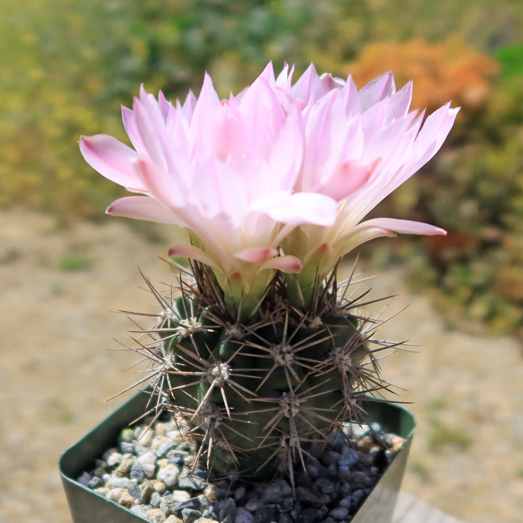 Gymnocalycium achirasense v. orientale