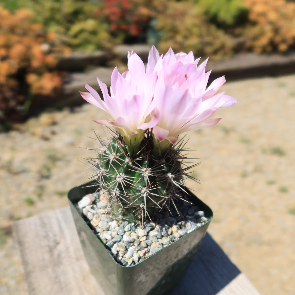 Gymnocalycium achirasense v. orientale