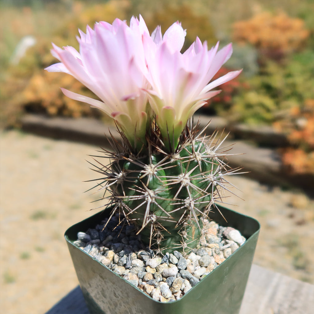 Gymnocalycium achirasense v. orientale