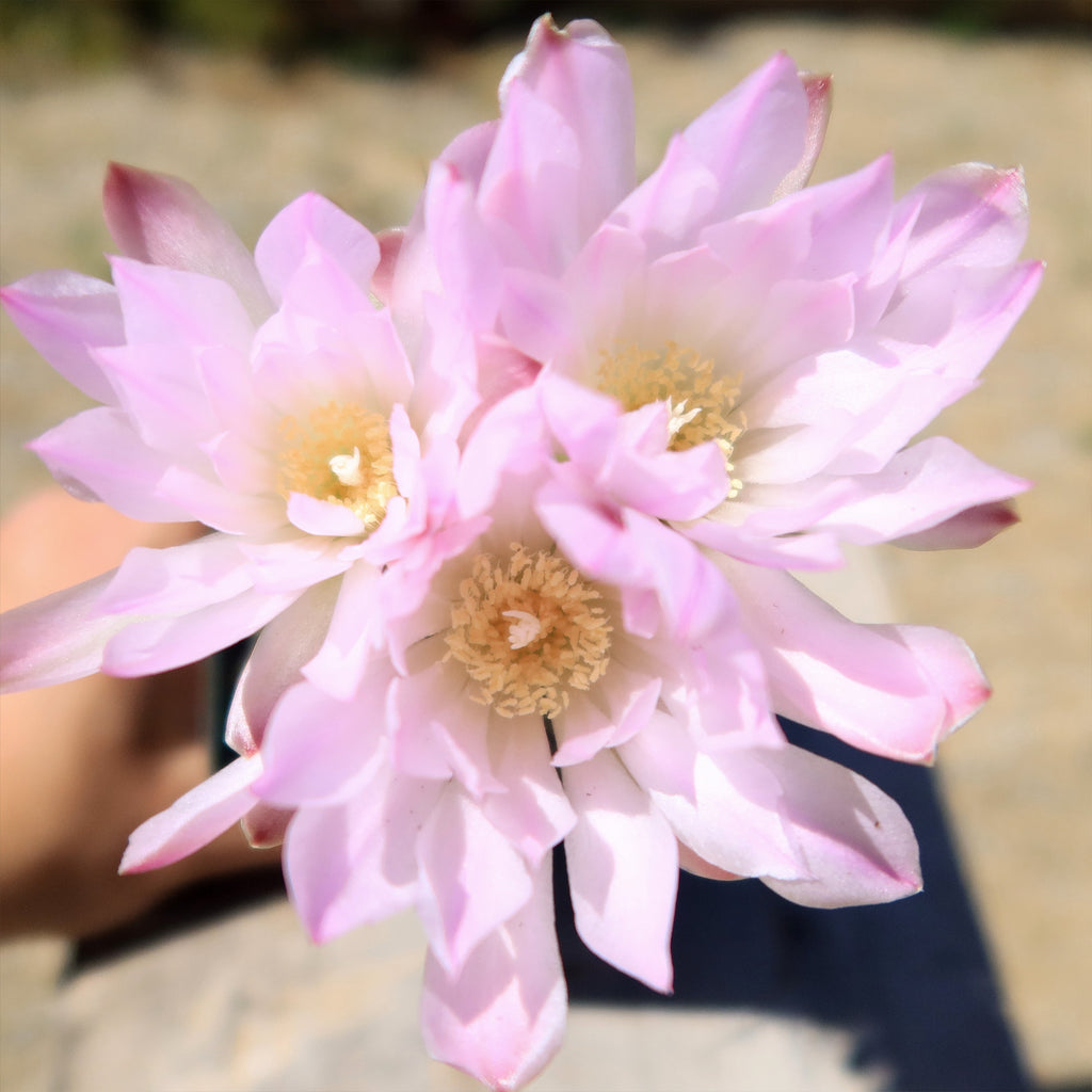 Gymnocalycium achirasense v. orientale