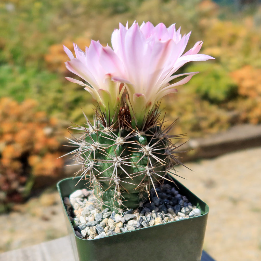 Gymnocalycium achirasense v. orientale
