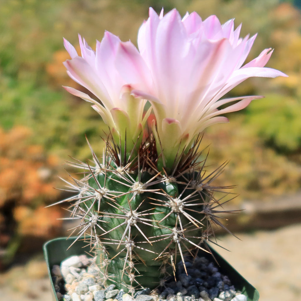 Gymnocalycium achirasense v. orientale