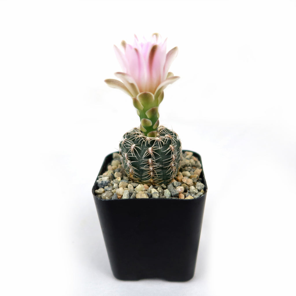 Gymnocalycium bruchii