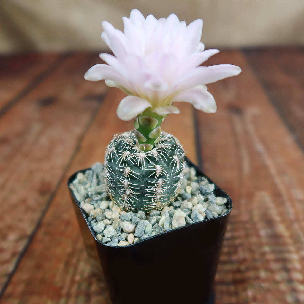 Gymnocalycium bruchii