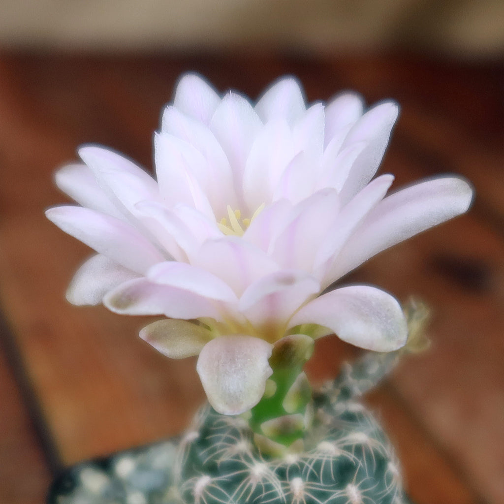 Gymnocalycium bruchii