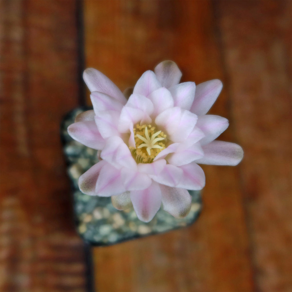 Gymnocalycium bruchii