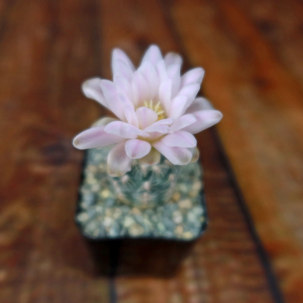 Gymnocalycium bruchii
