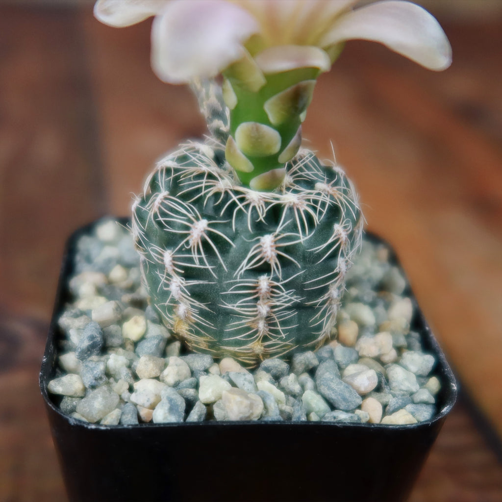 Gymnocalycium bruchii