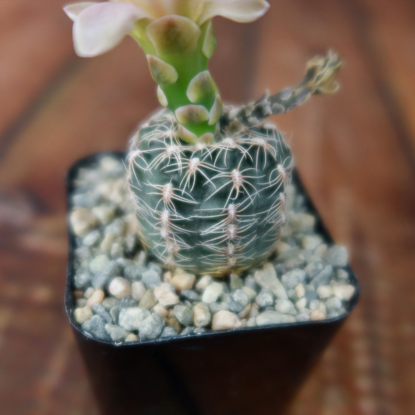 Gymnocalycium bruchii – Planet Desert