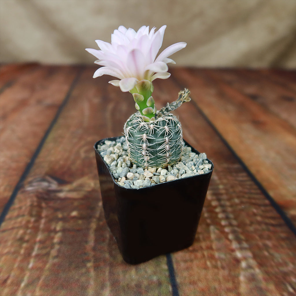 Gymnocalycium bruchii
