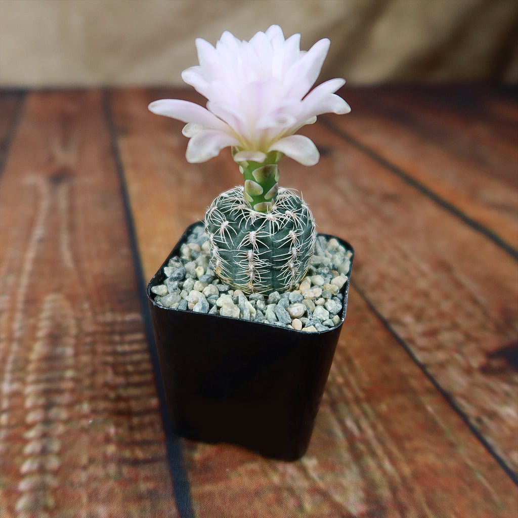 Gymnocalycium bruchii