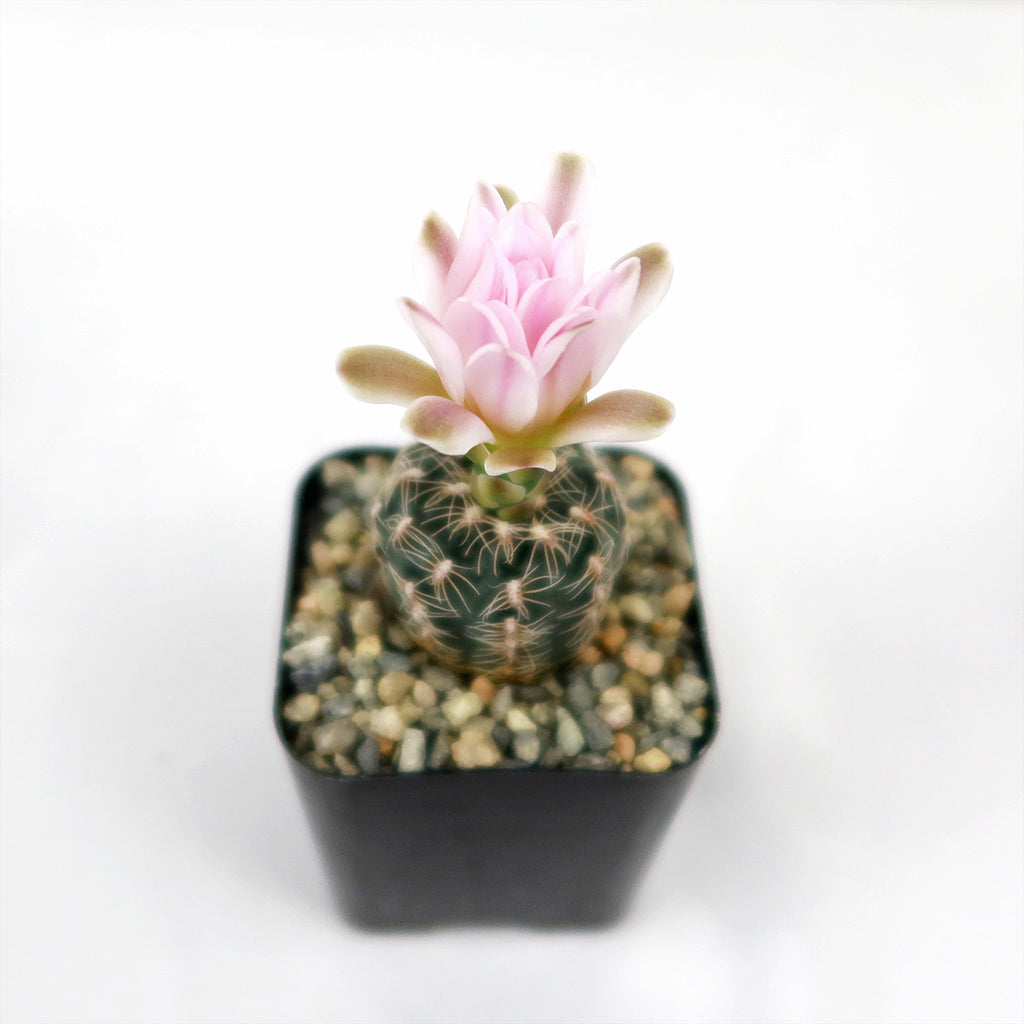 Gymnocalycium bruchii
