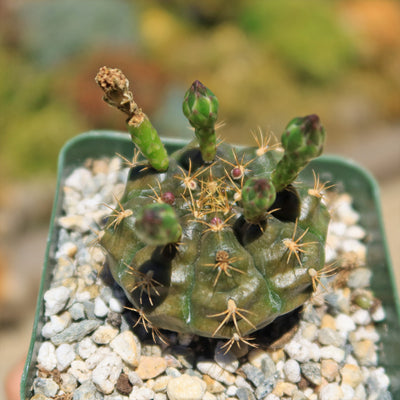 Gymnocalycium damsii robores