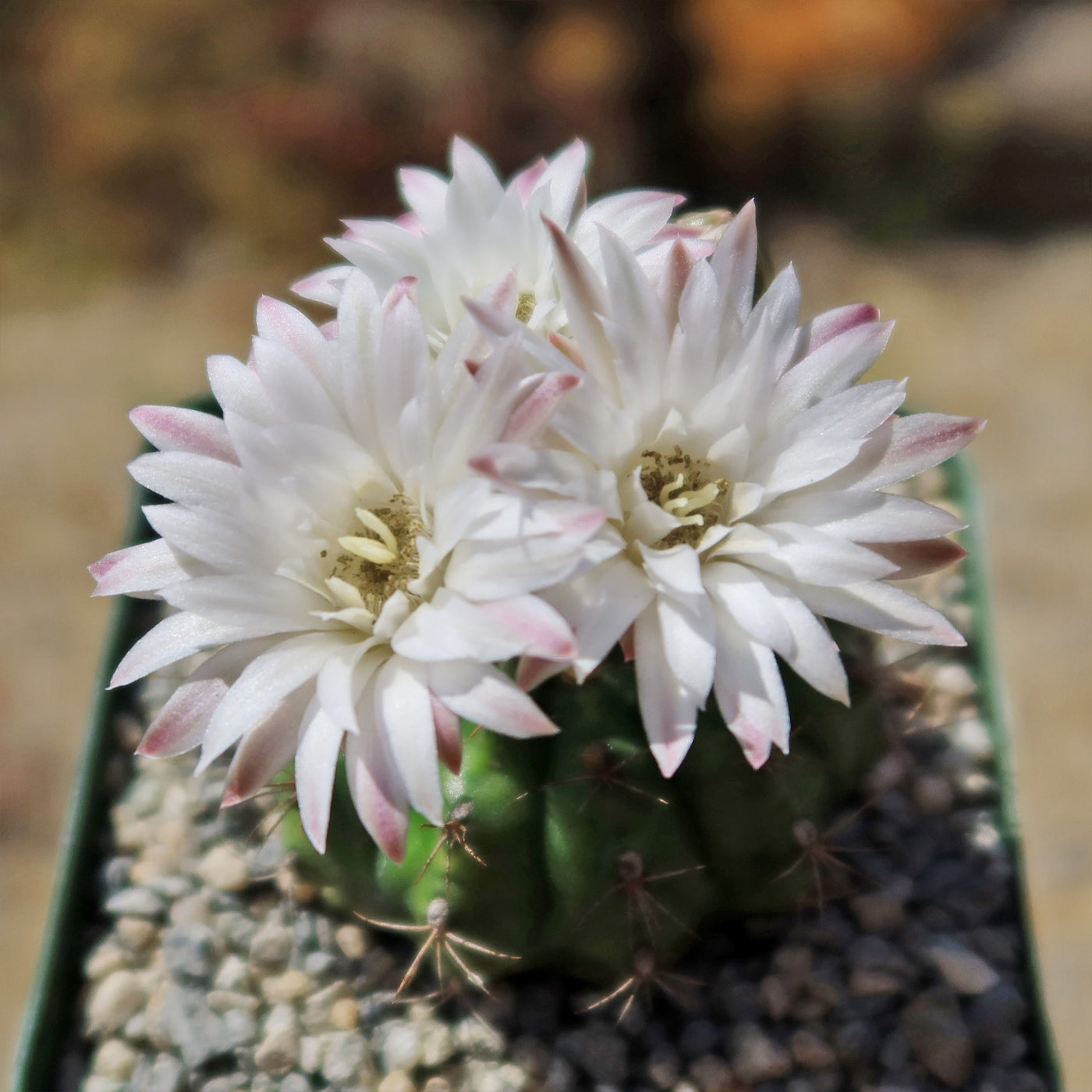 Gymnocalycium damsii robores