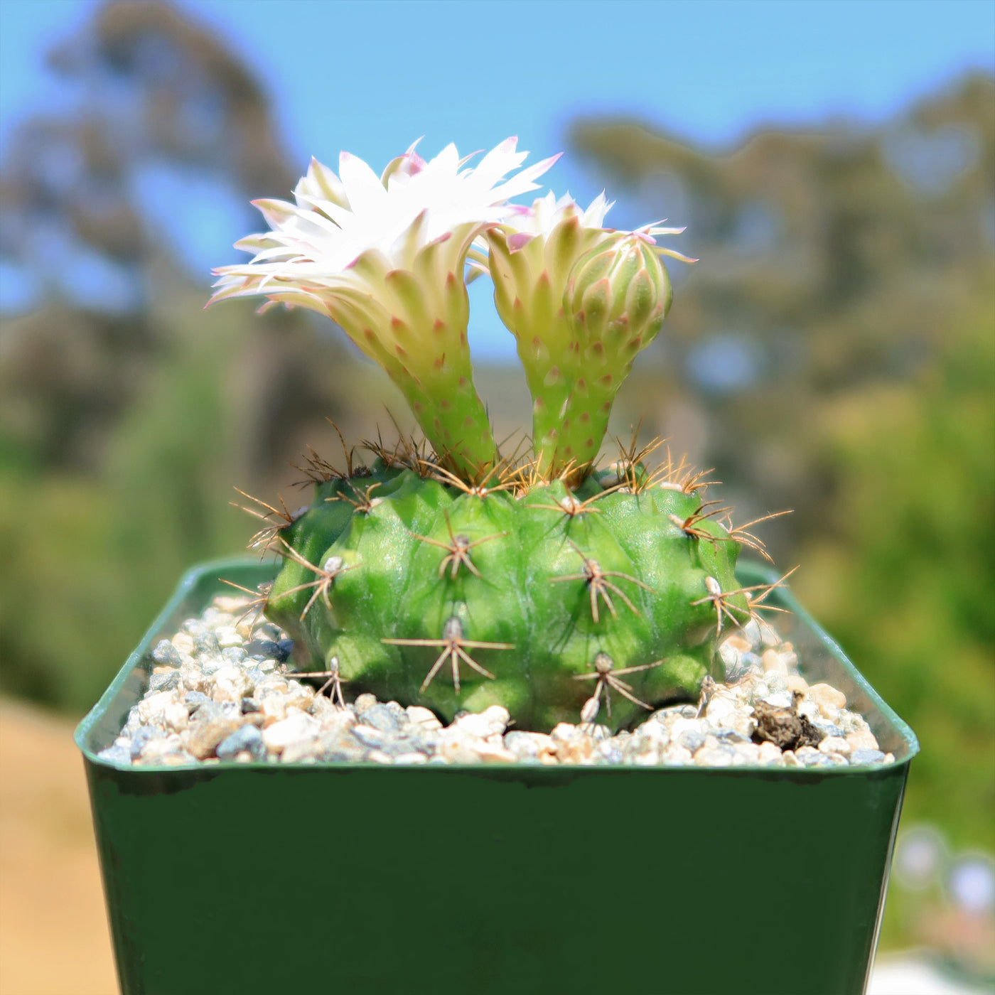 Gymnocalycium damsii robores