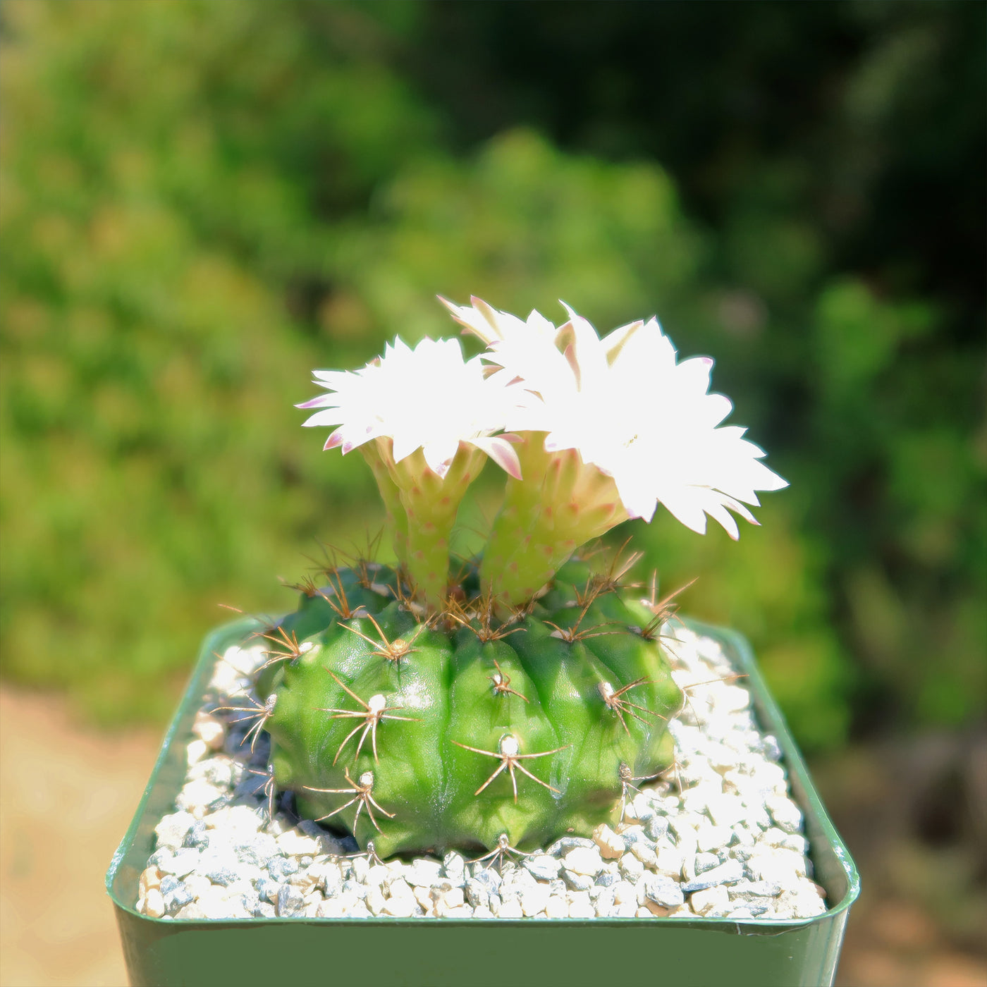 Gymnocalycium damsii robores