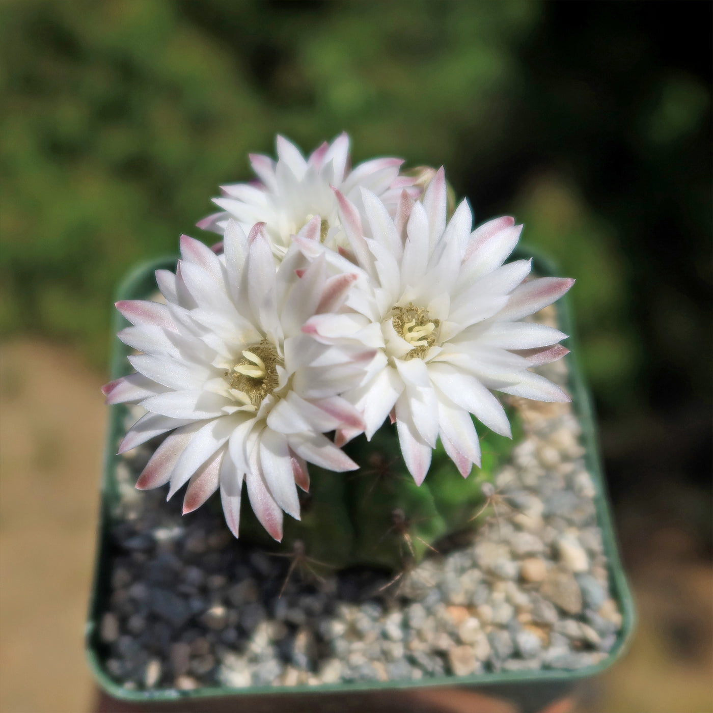 Gymnocalycium damsii robores