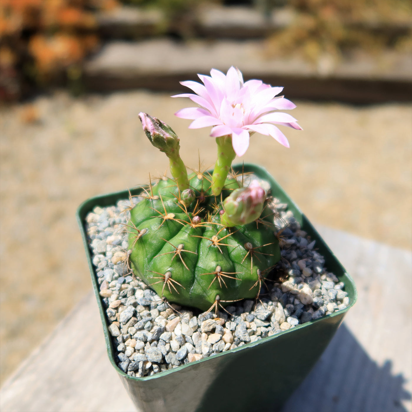 Gymnocalycium damsii robores