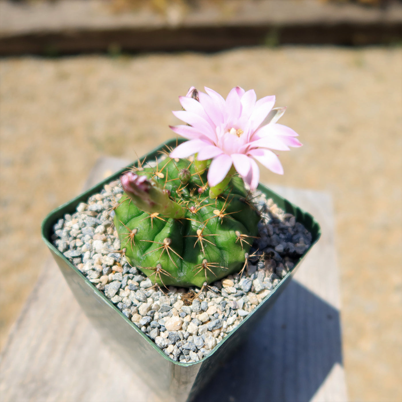 Gymnocalycium damsii robores