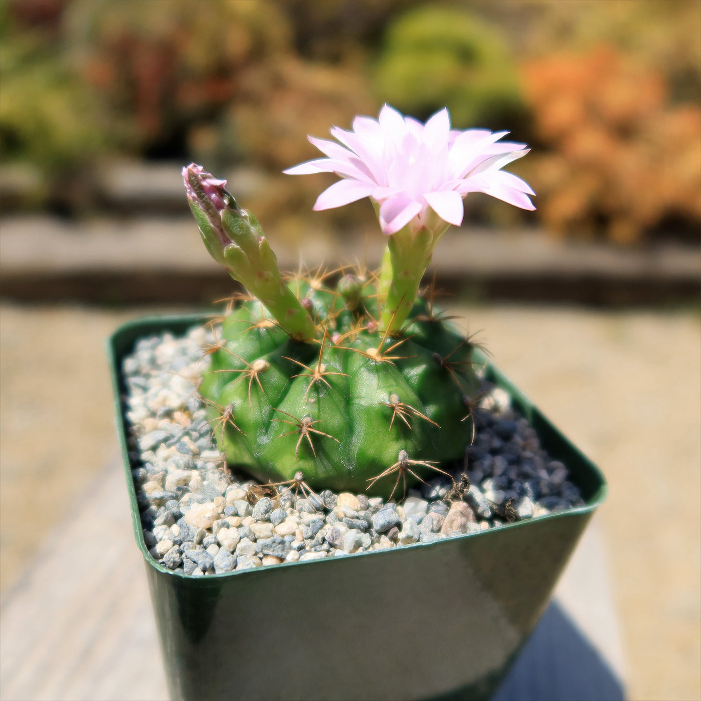 Gymnocalycium damsii robores