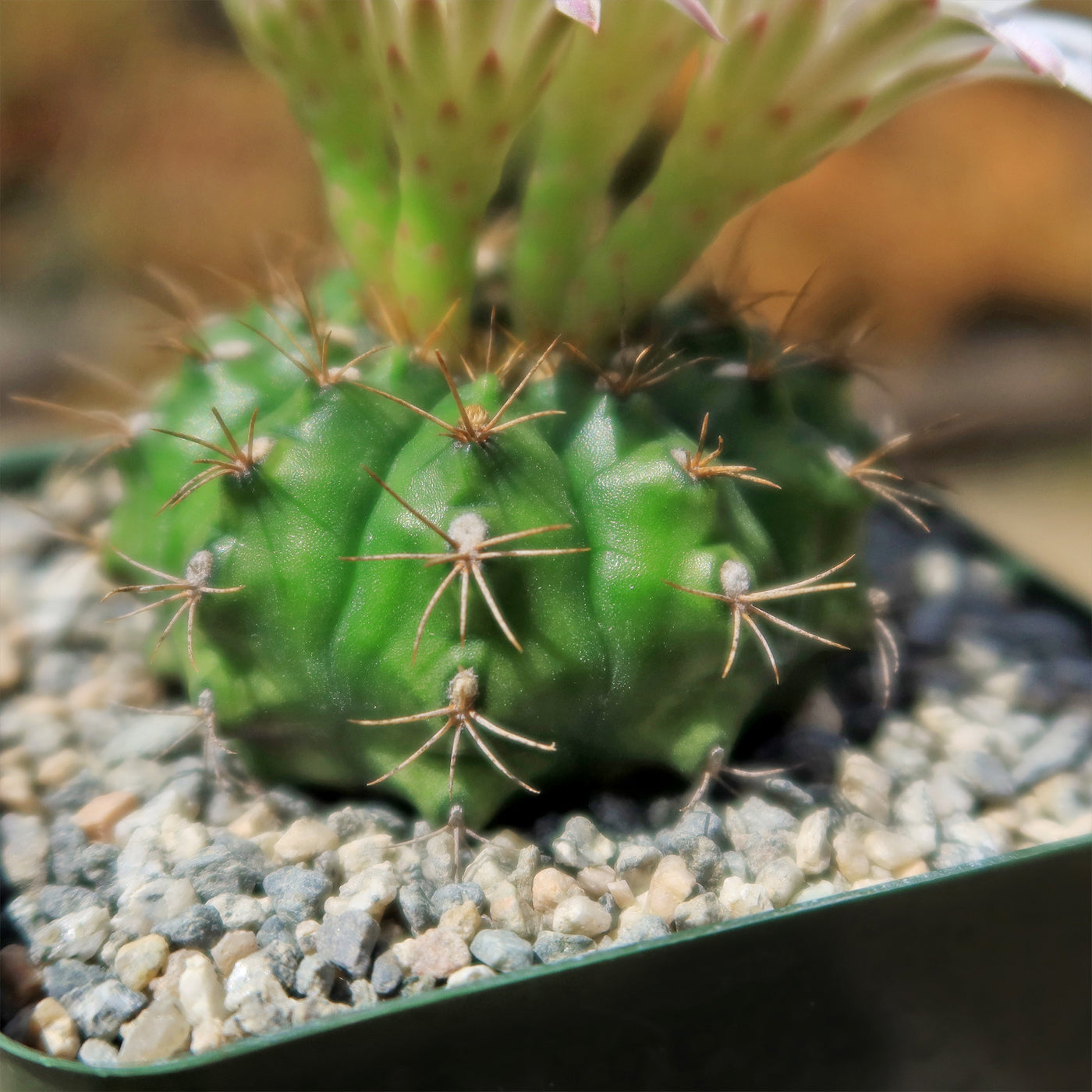 Gymnocalycium damsii robores